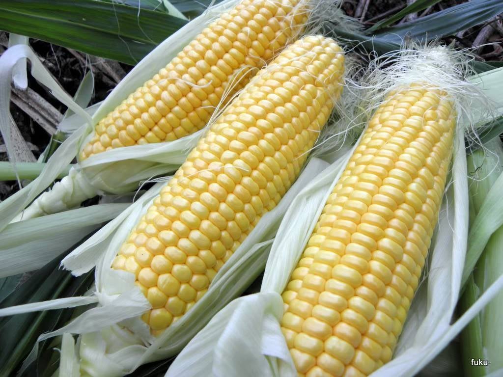 部屋からなかなか出てコーン | TAGAYASE SHOP